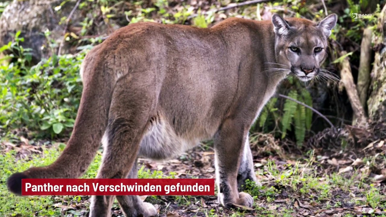 Panther nach Verschwinden gefunden