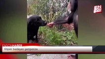 Köpek besleyen şempanze