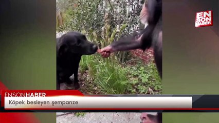 Köpek besleyen şempanze
