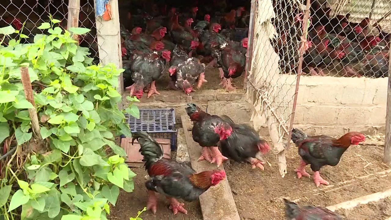 Vietnam: les pattes de "poulet dragon", un mets très apprécié pour le nouvel an lunaire