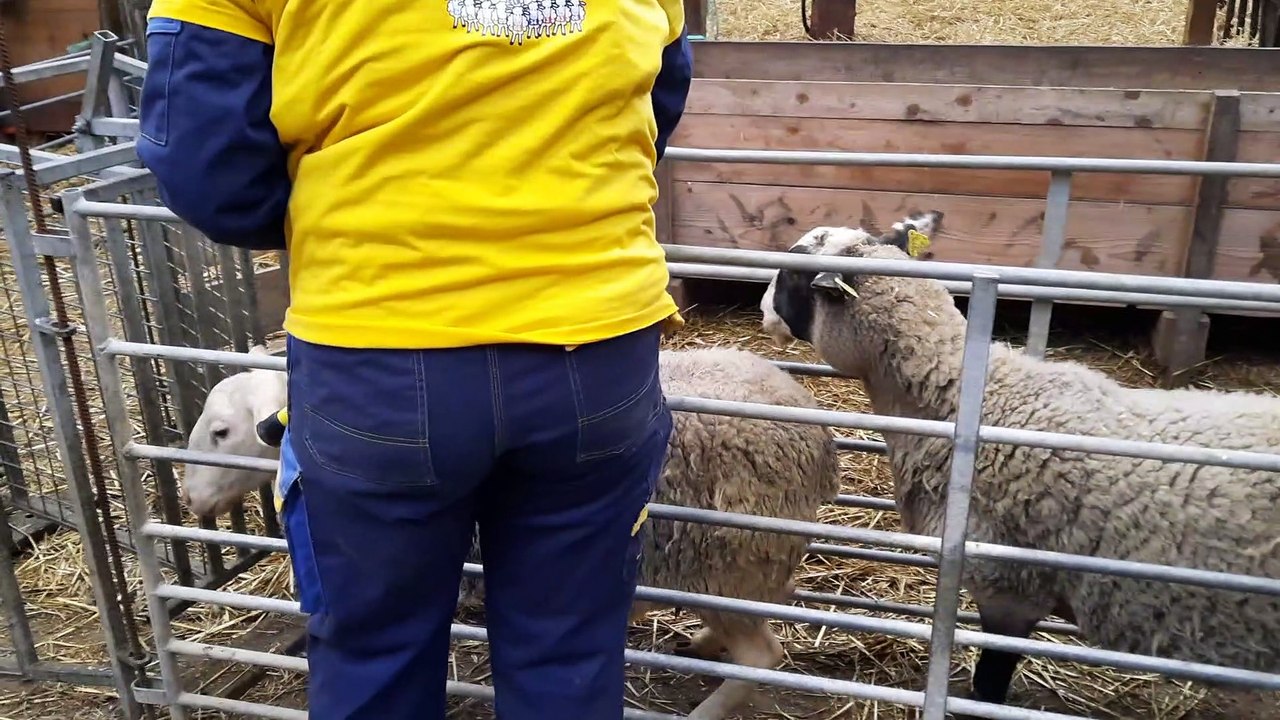 Concours du meilleur jeune berger de Normandie, l'épreuve de tri