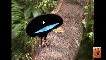 A Paradise for Birds جنة للطيور/ طيور تغني و ترقص