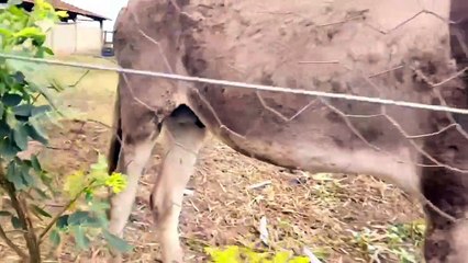 JUMENTO PÊGA REPRODUTOR PRONTO PARA PEGAR AS ÉGUAS