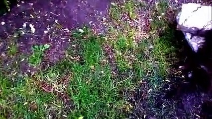 ALMACENAR ALIMENTOS -Colapso social-caida del sistema-