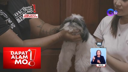 Sepanx ng mga hayop, paano dapat harapin? | Dapat Alam Mo!
