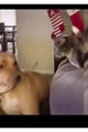 BEST FUNNY ANIMALS VIDEOS OF THE 2023TRY NOT TO LAUGH#dog #cat #monkey #chicken