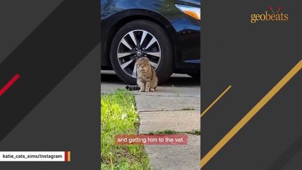 Elderly street cat finally gets the retirement he deserves