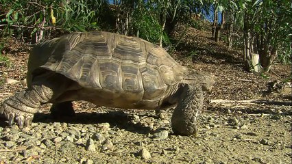 Desert Tortoises Are Not Pets!