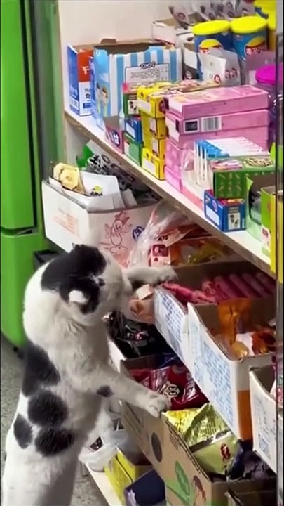 Cette maman chat apprend à ses petits comment survivre... et faire ses courses
