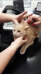 Comment donner un médicament à son chat... Joli