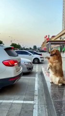 thegoldenspup Thats a multitasking dog ❤️#shorts