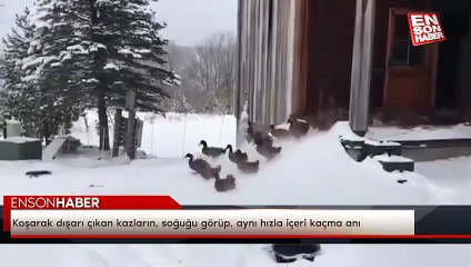 Koşarak dışarı çıkan kazların, soğuğu görüp, aynı hızla içeri kaçma anı