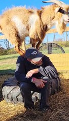 Goat Grabs Guy's Hat