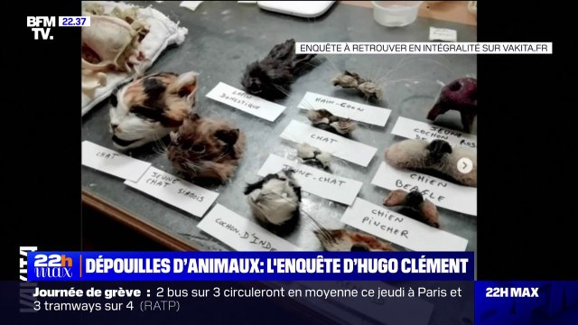 Les crânes de chats sont à 20 euros pièce : extrait de l'enquête choc d'Hugo Clément sur le trafic de dépouilles animales