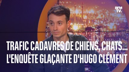 Trafic de cadavres de chiens, chats, kangourou...: Hugo Clément raconte son enquête glaçante