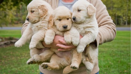 Three weeks-old puppies were found worm-ridden and abandoned on the streets