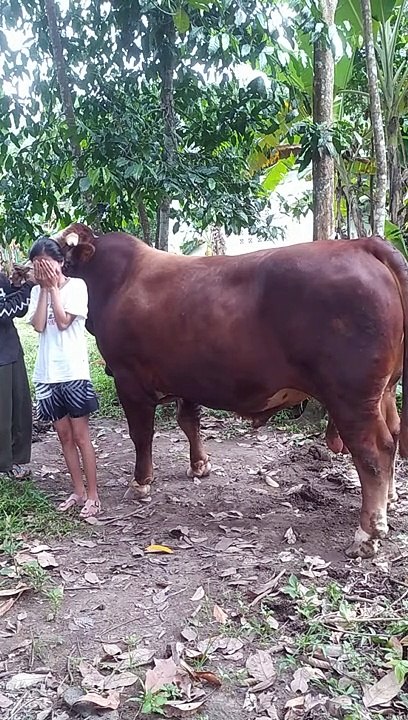 Sapi simental bobot ekstrim