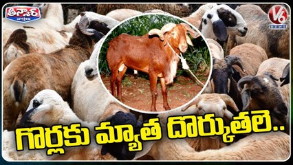Grass Shortage For Sheep In State, Shepherds Facing Problems _Sheep Distribution Scheme _V6 Teenmaar