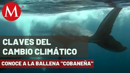 Una ballena jorobada ha llamado la atención por su cola amputada | Claves del Cambio Climático