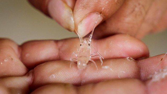 Pearl lobsters cost more than 6 times as much as Maine lobsters. Here's why they're so expensive.