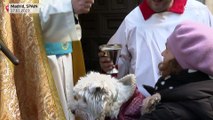 Weihwasser für die Tiere: Wenn der Priester Katzen, Hunde und Gänse segnet