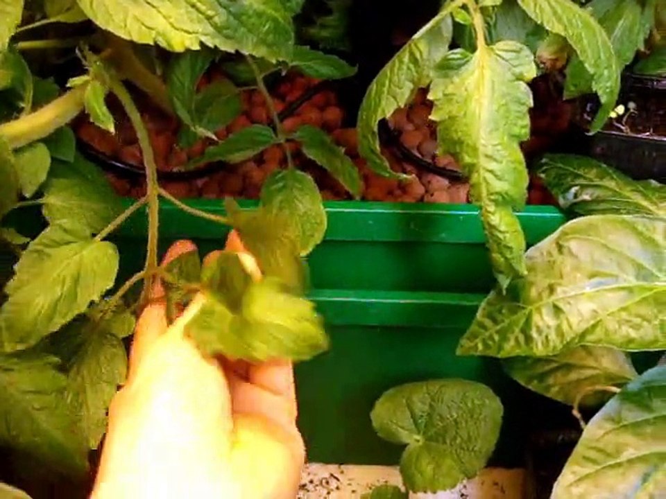 Plants de tomates en hydroponie et ultraponie
