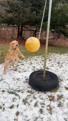 Scout the Golden is a Tether Ball Champion