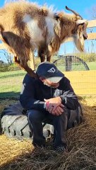 Goat Grabs Guy's Hat