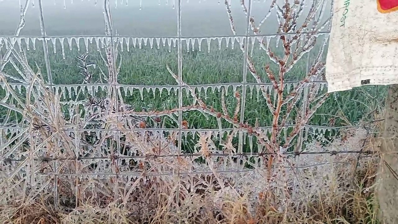 सर्दी का सितम बरकरार, फसलों को हो रहा नुकसान