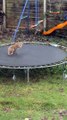 Frolicking Fox on the Trampoline