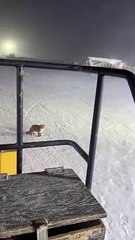 Chilly Fox Refuses To Move For Snow Plow