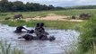 LIONESSES defend their CUBS and ELEPHANTS swim.