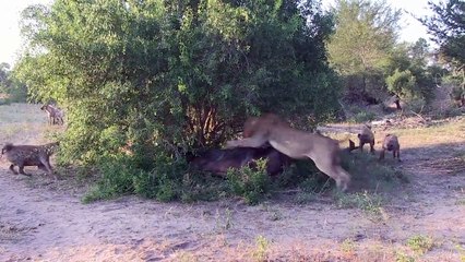 LION vs HYENA - EPIC AUDIO