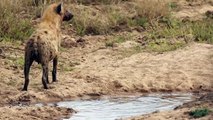LION, LEOPARD and HYENAS Feed from One Kill