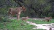 LIONESS Crosses River with CUBS. Then LEOPARD Cubs and HYENAS.