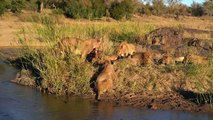 LIONS and LEOPARDS FEAST