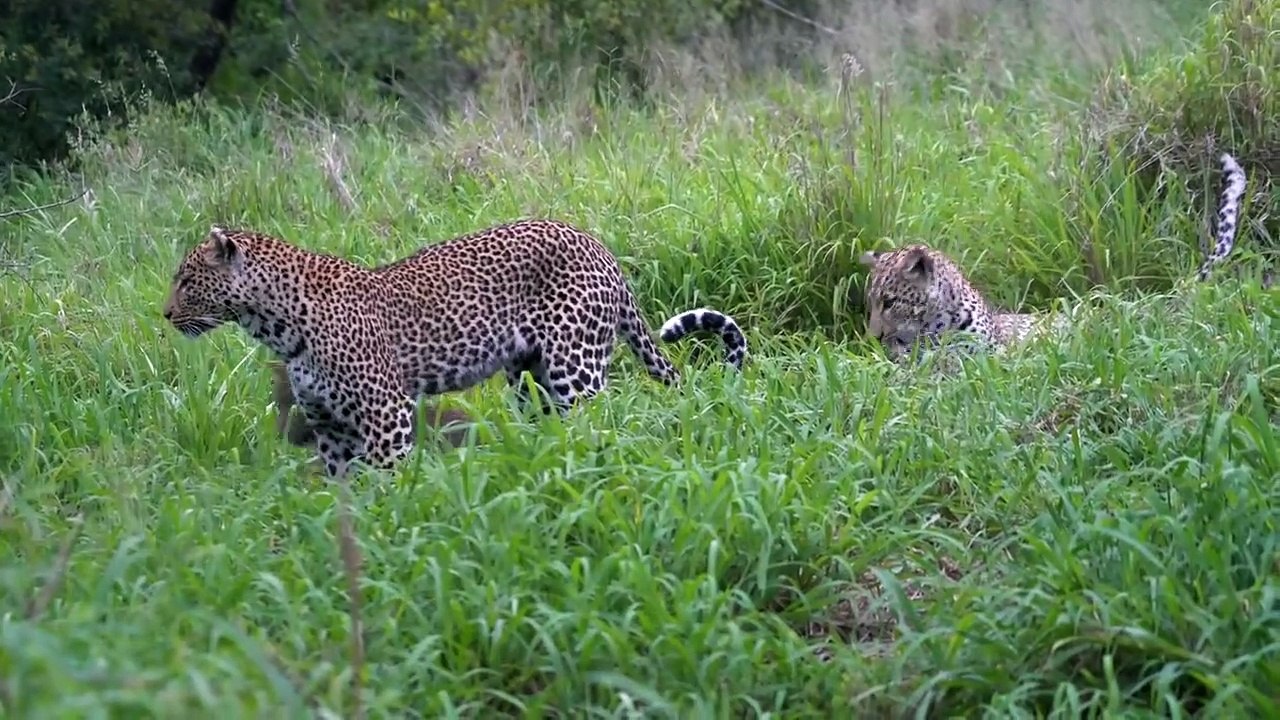 LIONS and LEOPARDS in the NORTH