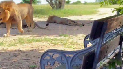 LIONS at Airstrip Arrivals and Departures ‘Lounge’