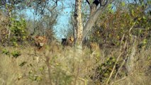 LIONS catch and devour young BUFFALO