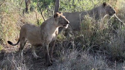 LIONS catch IMPALA and then the male arrives.
