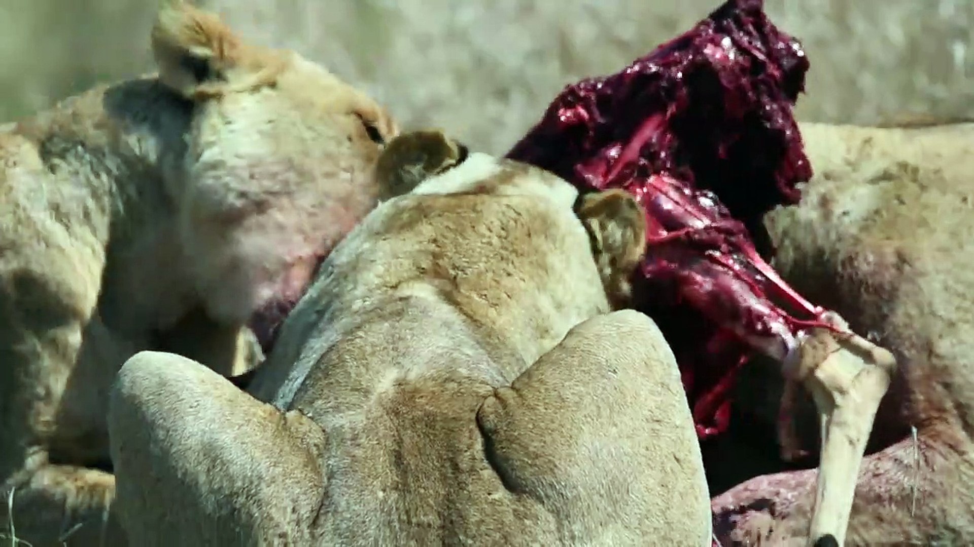 ⁣LIONS Catch Impala! LEOPARDS, SABLE, ELEPHANT Carcass and HYENAS.