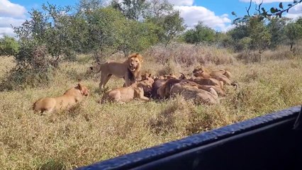 LIONS Devour BUFFALO in FEEDING FRENZY