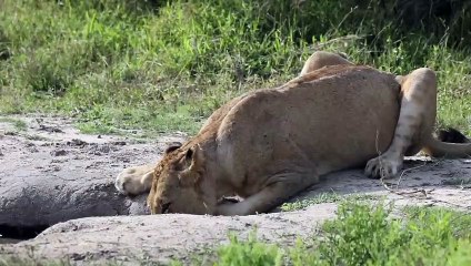 LIONS mate, WILD DOGS whoop and a LEOPARD rests.