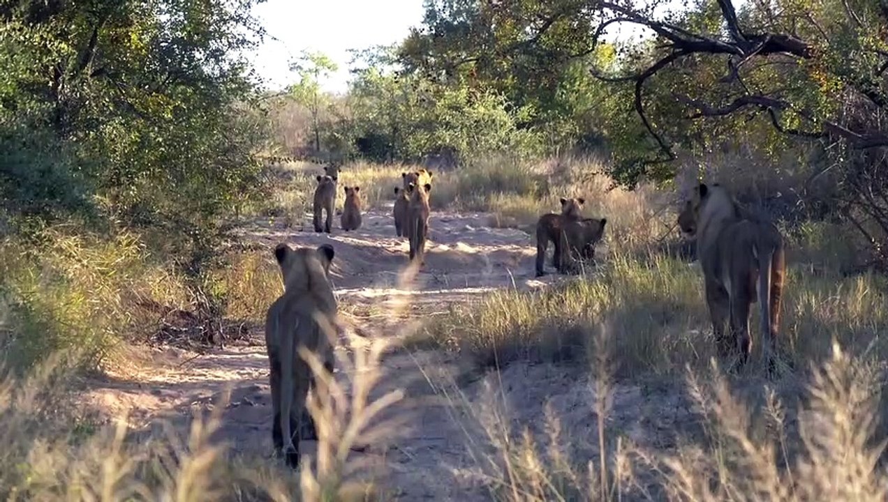 LIONS on the PROWL