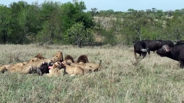 LIONS vs BUFFALO Bulls - A futile rescue attempt!