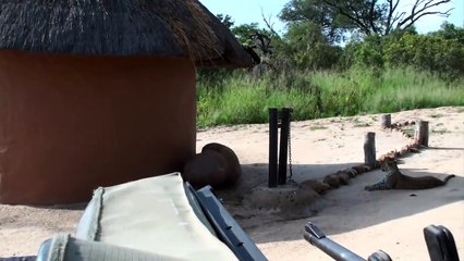 Lots of LEOPARDS, a WILD DOG den and LIONS.