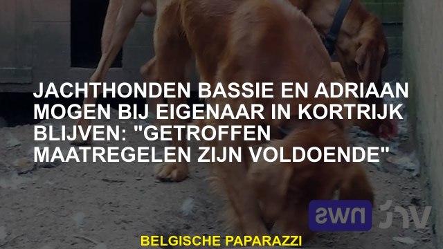 Jagende honden Bassie en Adriaan kunnen bij de eigenaar in Kortrijk blijven: Maatregelen genomen zi