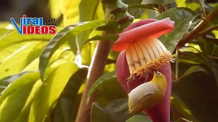 Warbling White-eye (Zosterops japonicus) | Nature  Is Amazing | Viral Videos