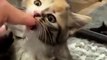 Kittens Playing with Human | Cuteness overloaded | Nature is Amazing