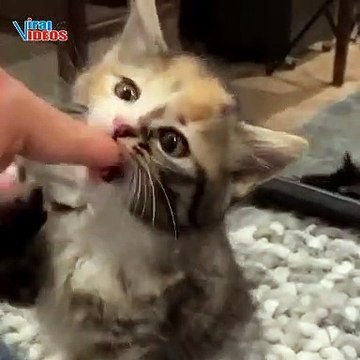 Kittens Playing with Human | Cuteness overloaded | Nature is Amazing